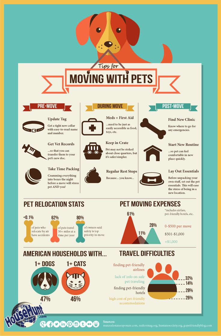 moving_with_pets_1119